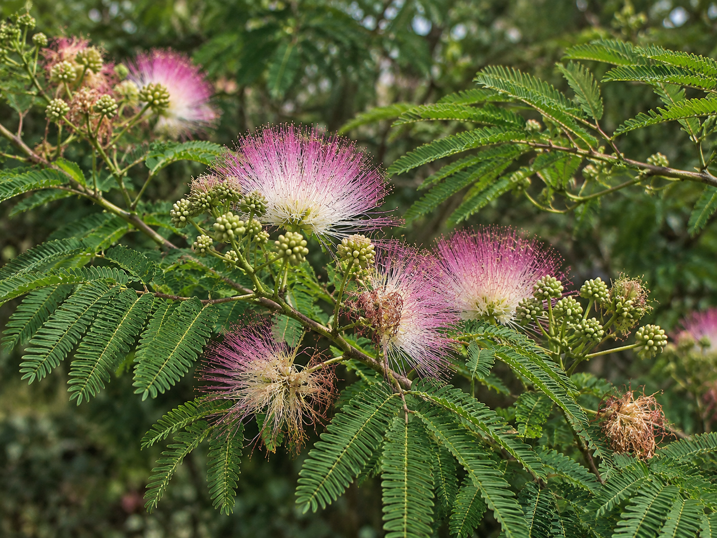 Mimosa tenuiflora